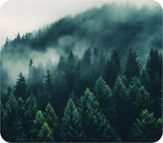 cedar forest